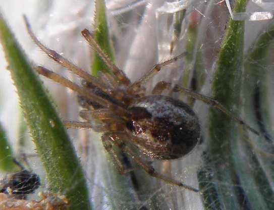 Theridiidae Kochiura aulica?